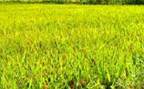 ��Ұ�ϵ��Ƕ仨������