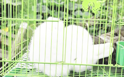 ����С����ͯԒ����