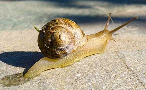 小蝸牛教學(xué)設(shè)計(jì)范文