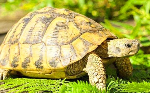 �ɐ۵Ğ�������