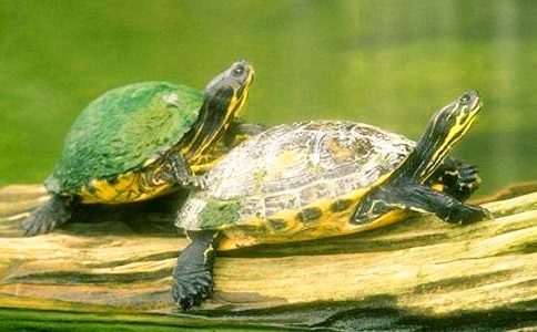 �����^����ӛ