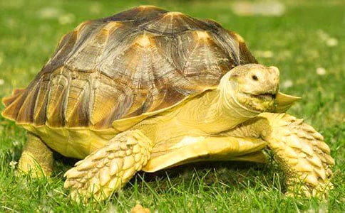 關(guān)于可愛的烏龜作文三篇