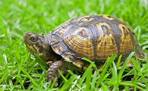 С��������