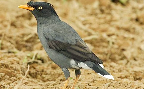 С���f��(y��u)������