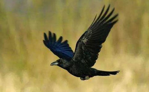 ���f֮�ۃ�(y��u)������