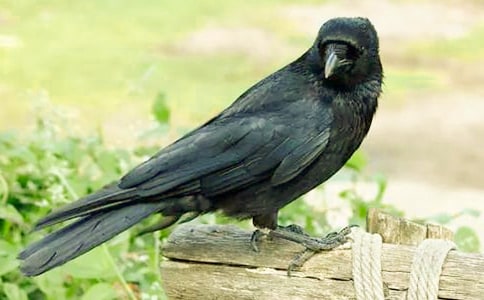 給烏鴉的一封信