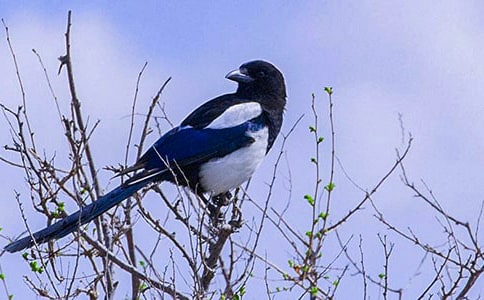 喜鵲夢(mèng)散文