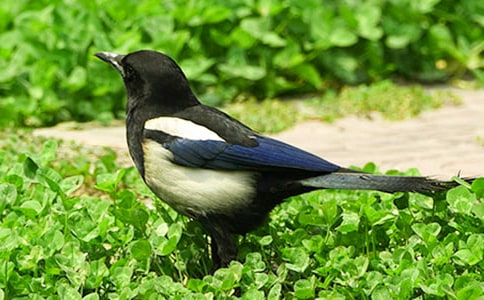 《樹(shù)和喜鵲》教案