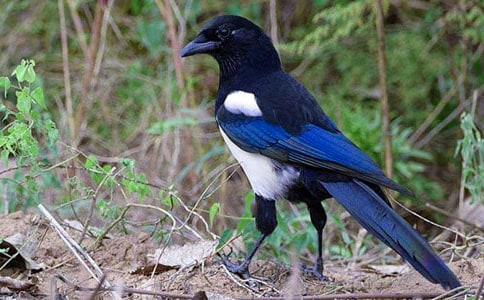 ϲ�o���C���ģ����x25ƪ��