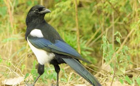 喜鵲的觀察日記(精選20篇)