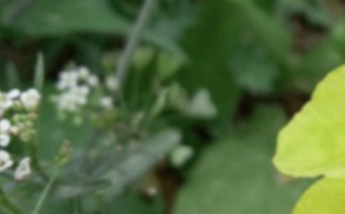 ���������ľ���200��