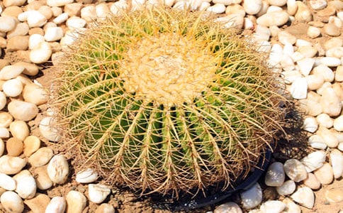 觀察仙人掌日記3篇