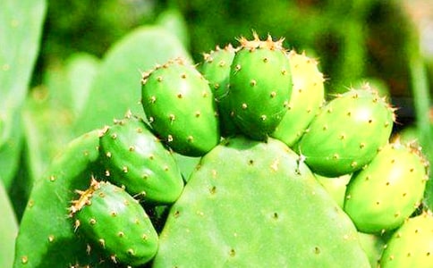 我家的仙人掌作文