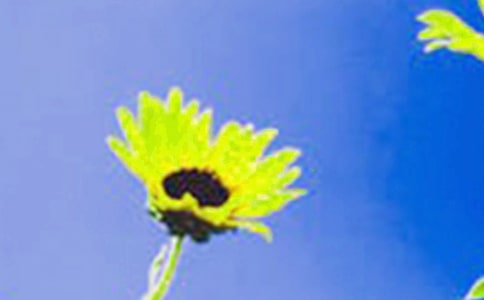 向日葵的觀察日記