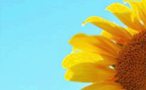 觀察向日葵日記200字