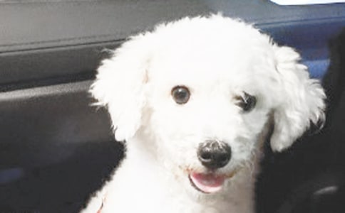 我最喜歡小狗的作文200字(精選53篇)