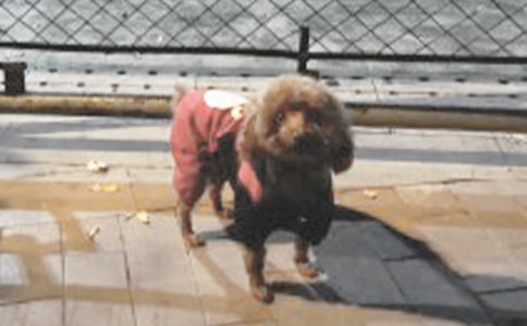 可愛(ài)小狗觀察日記