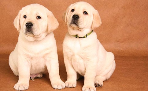 小狗觀察日記(合集15篇)