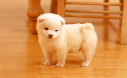 我家的小狗小學(xué)生優(yōu)秀作文500字