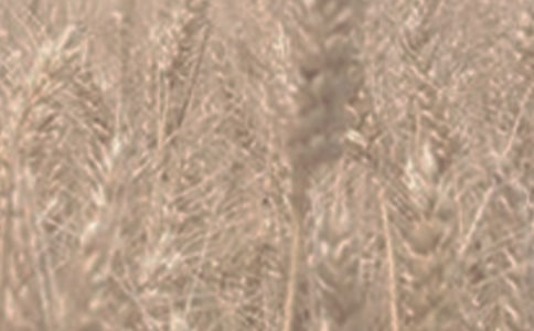 大班常識小麥的一生教案(精選10篇)