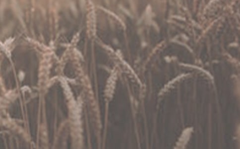 小麥的兩包面都被偷了(四字成語(yǔ))