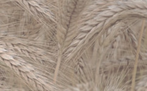 你知道小麥有幾片葉子嗎散文