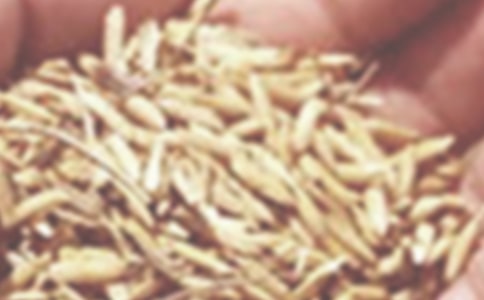 大班科學活動教案《認識小麥》