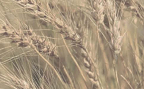 �茑����С���S�յĺ�(ji��n)�̾��ӣ����x170�䣩