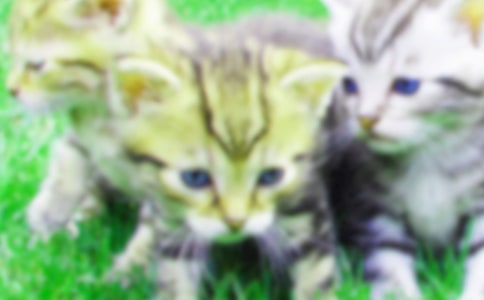 小貓觀察日記(通用20篇)