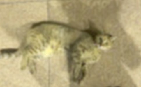 ���P(gu��n)С؈��(y��u)������400�օR����ƪ