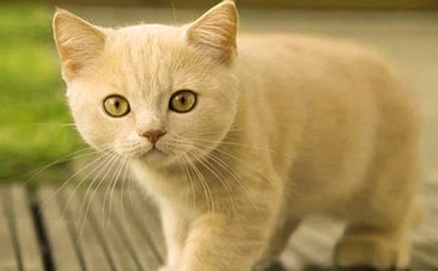 �ɐ۵�`С؈��ӛ