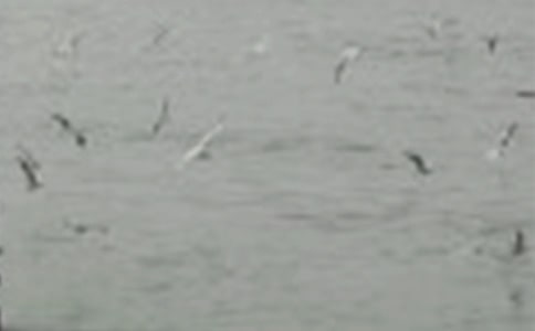 ���P(gu��n)С�B��ͯԒ���ĺϼ���ƪ