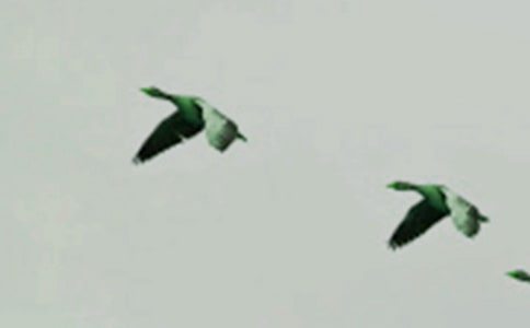 ����Ʒ��С�B(ni��o)��ͯԒ(hu��)���ĺϼ���ƪ