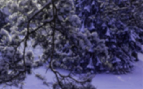 �P(gu��n)��Сѩ�����ģ�����12ƪ��