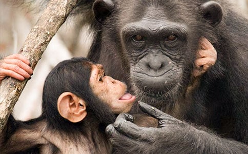 關(guān)于大猩猩的作文范文