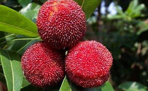 (ͨ��)ժ��÷����