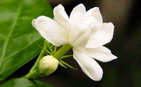 描寫夜來香的日記