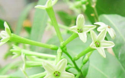 ҹ��������