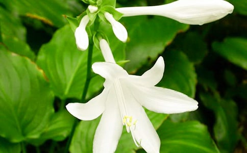 (通用)夜來香作文11篇