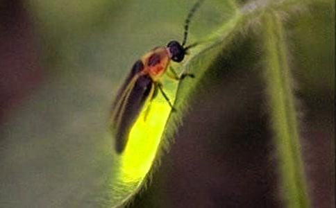 Ξ���x����(�R��15ƪ)