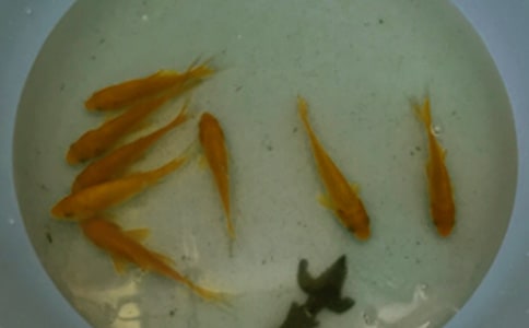 魚苗購銷合同范本