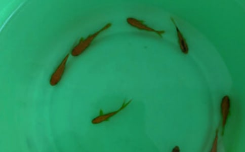 最新魚苗購(gòu)銷合同范本