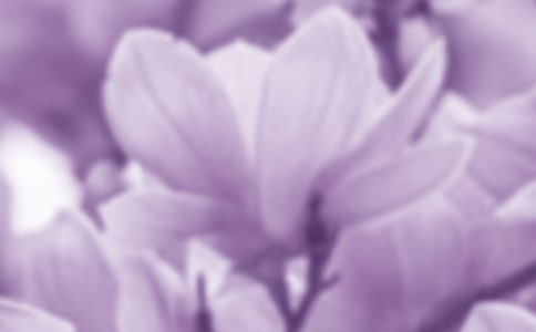 玉蘭花觀察日記