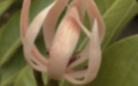 我喜歡玉蘭花作文