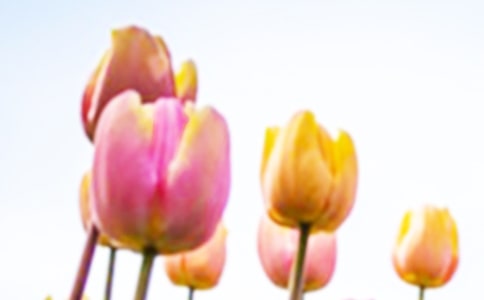 觀郁金香展日記200字