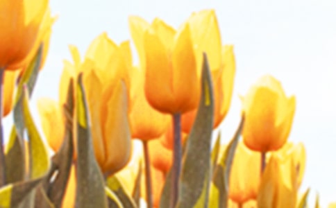 郁金香觀察日記