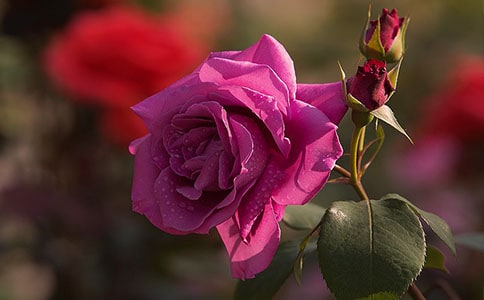 �������¼�����