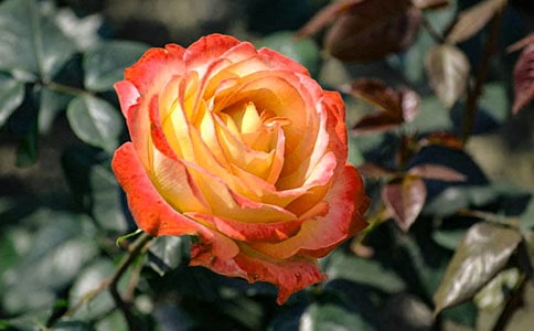 月季花觀察日記