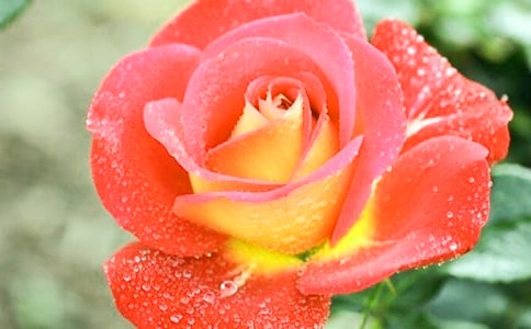 �¼�������