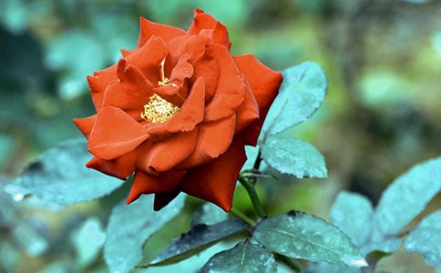 �¼�������